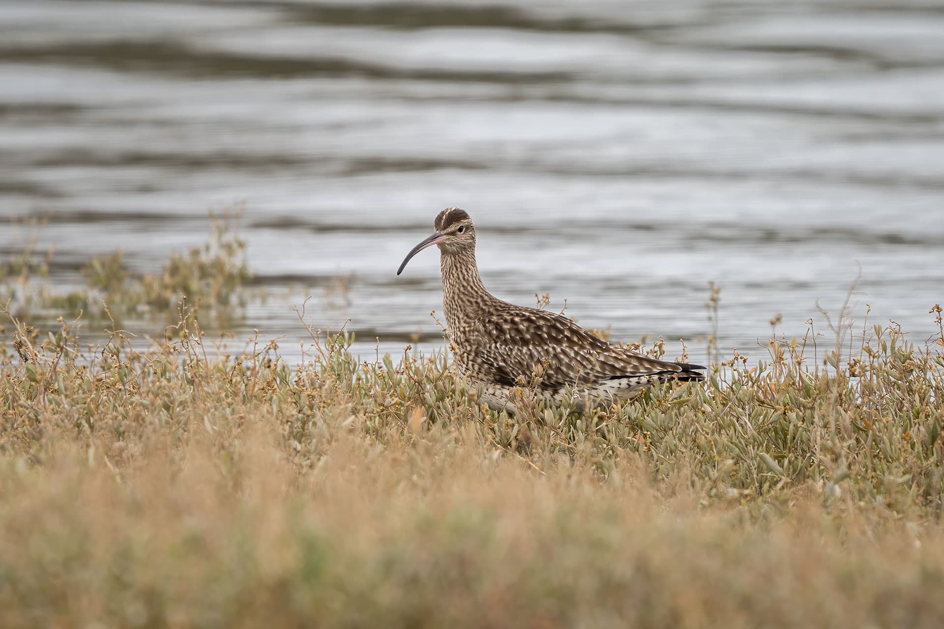 <strong>Local Highlights</strong>